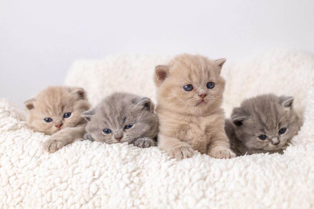 Британские котята классика