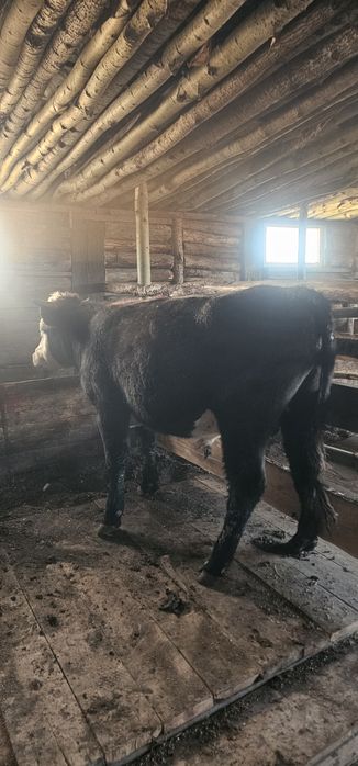 Продам быка и телочек полтарашки