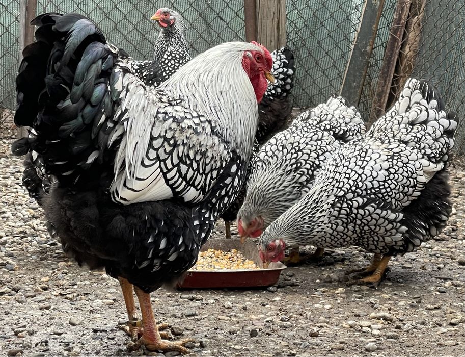 Oua disponibile  arginitiu