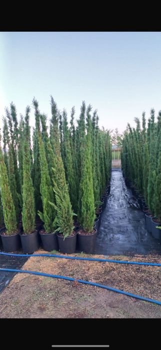 Palmier  cycas  tuia leilandii