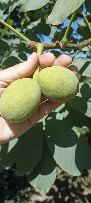 Саженцы грецкого ореха