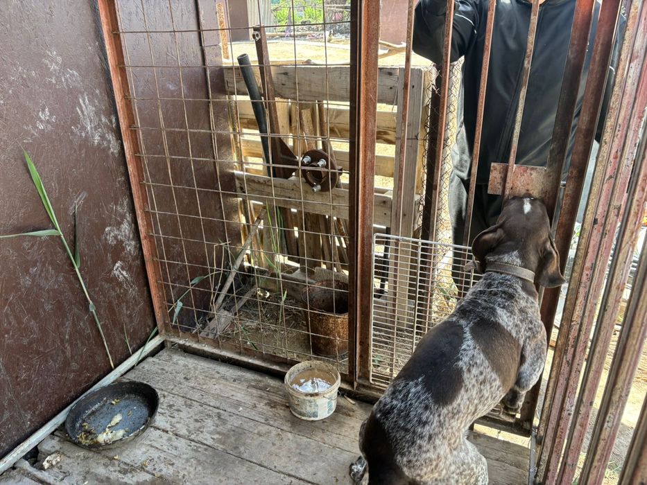 Куцхар оэхотичный собака