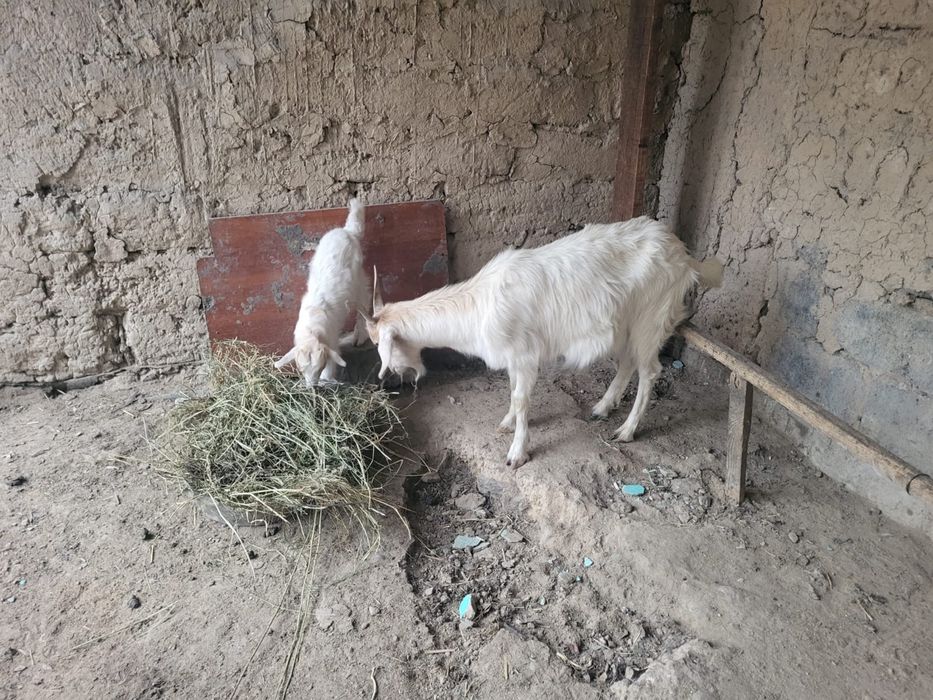 Орыс Ешкі, лағымен сатылады