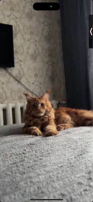 Кот мейн кун на вязку