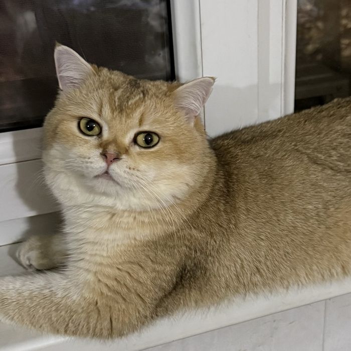 Кот  окрас Золотая Шиншилла nu 12