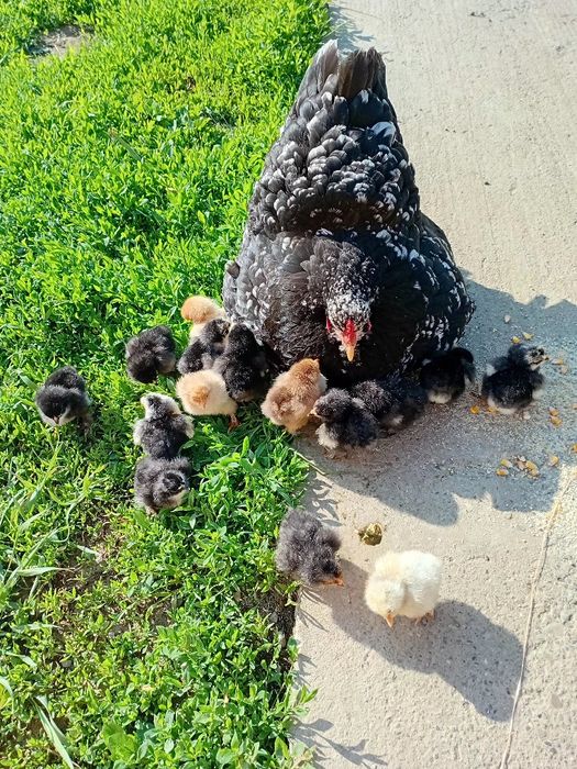 Familie găini Brahma