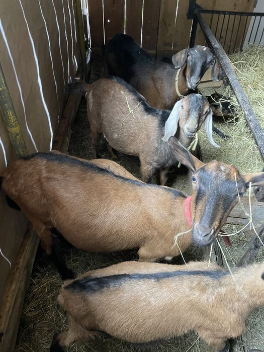 Vand doua capre cu lapte