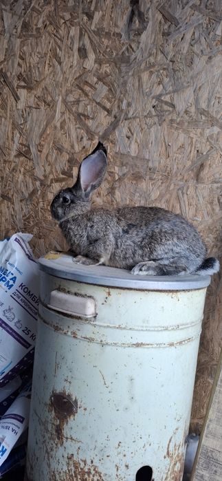 кролики серый великан