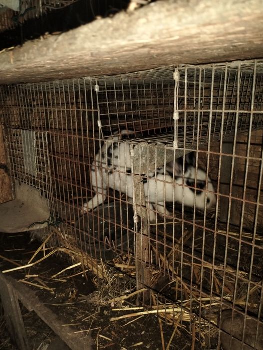 Femele gestante disponibile