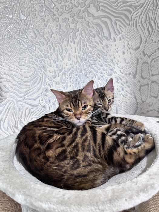 Бенгальский котенок, девочка