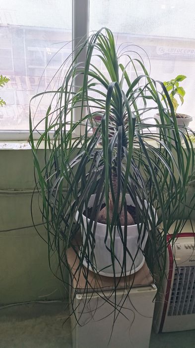 Нолина.          .