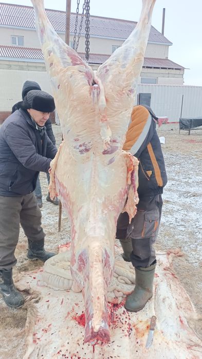 Семіз жылқы жирный конина