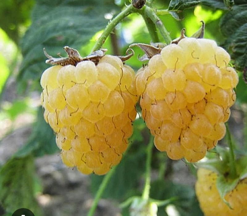 Малина Желтый гигант