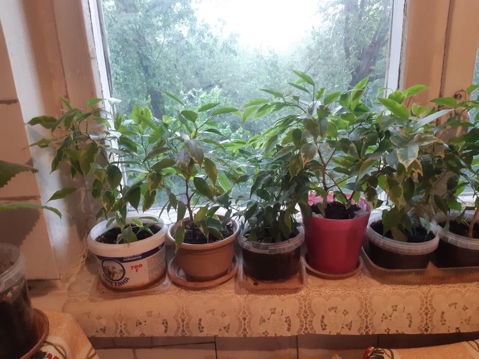 Шикарные Комнатные цветы