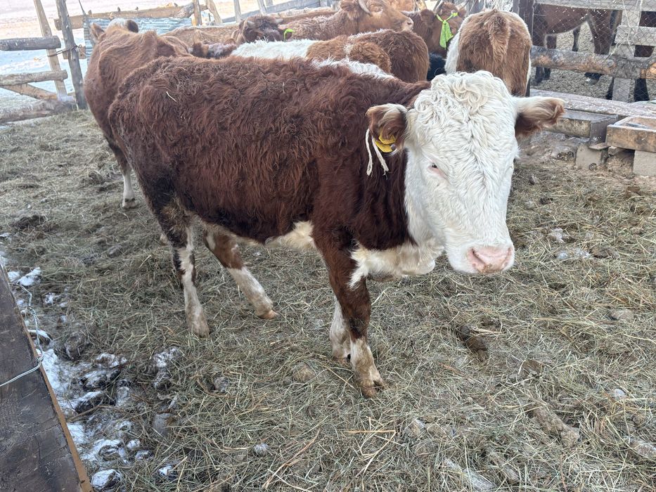 Сиыр сатам Өскемен