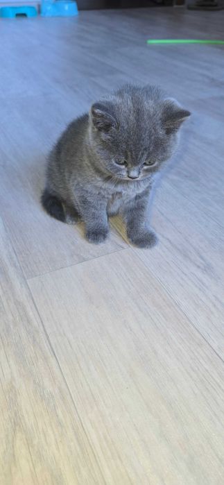 Продам котёнка. Британец. Девочка