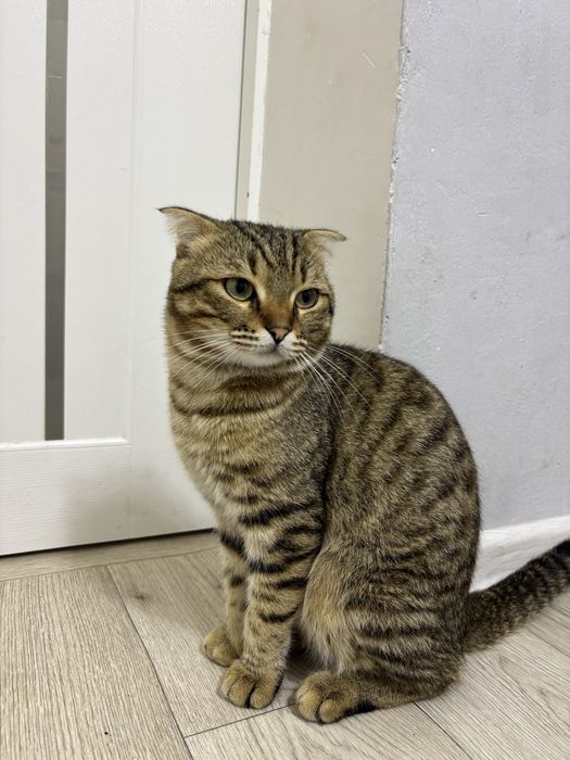 Вислоухий котттт