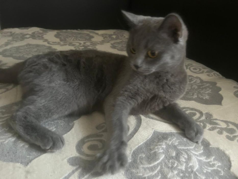 Отдам двух котов