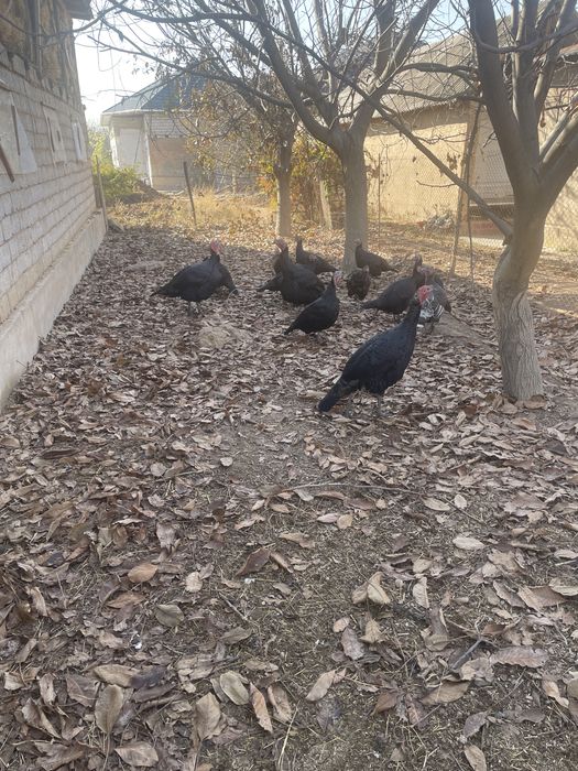 Ундиктер сатылады