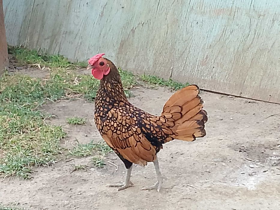 Zotli Xoʼroz sotiladi