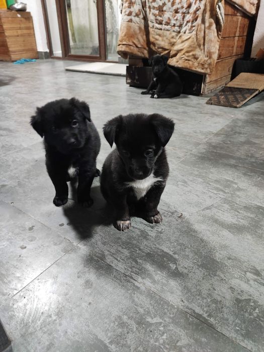 Щенята бесплатно