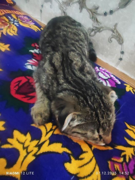 Скоттиш-фолд кошка или Шотландская  вислоухая