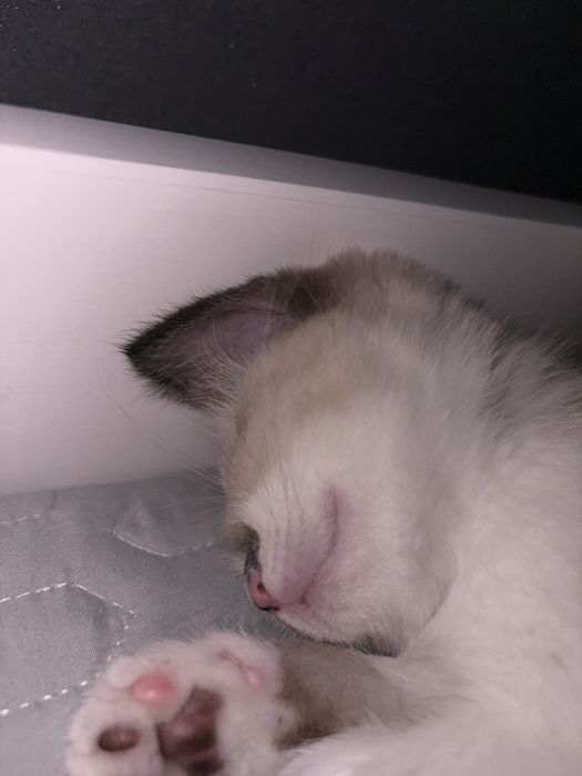 Потерялся котенок