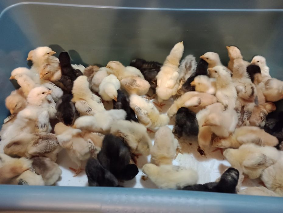 Pui de 2 săptămâni