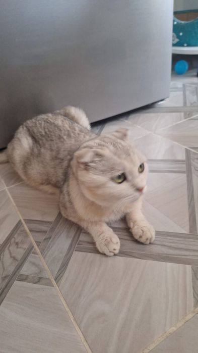 Шымкент каласы..