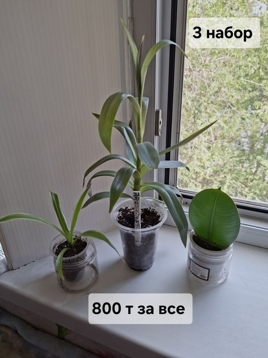 Продаю растюхи для дома