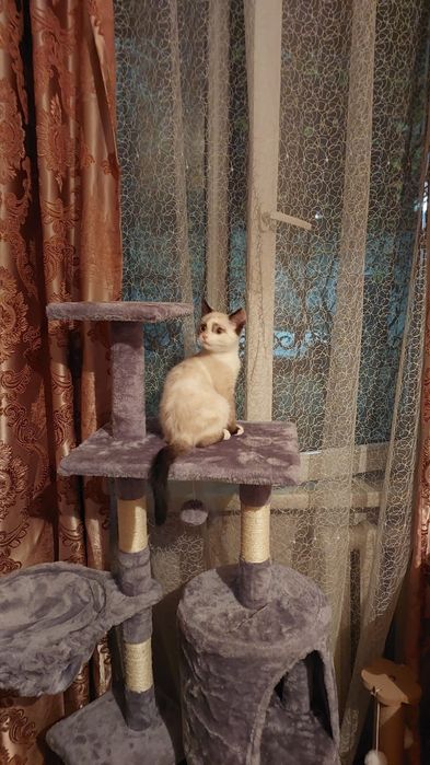 Продам кошачий домик