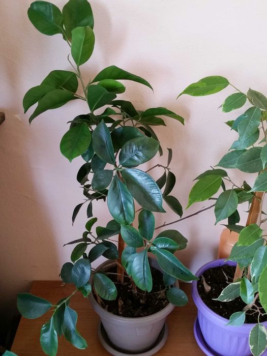 Бенджамин и бенджамин фикус Намалени!