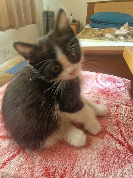 Отдаем котят милашей