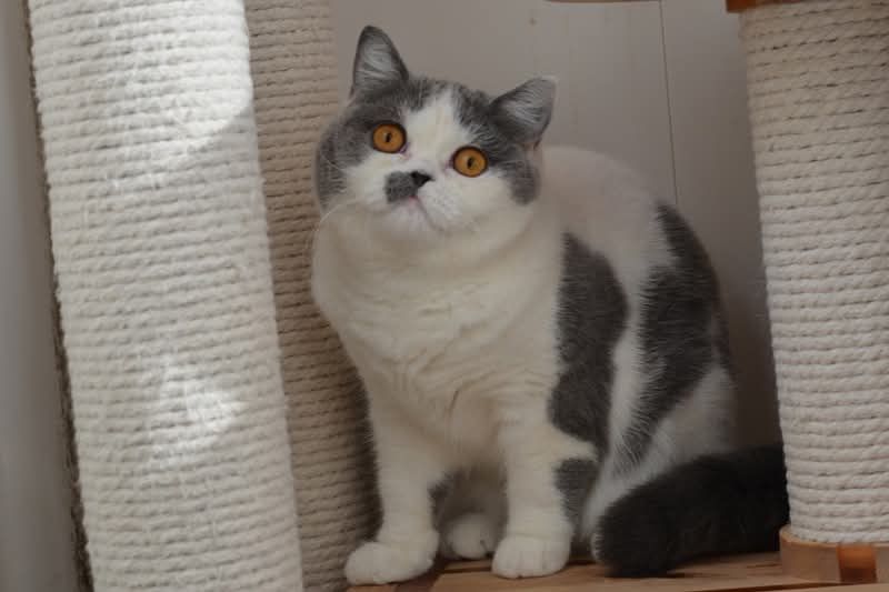 Отдам кошку.