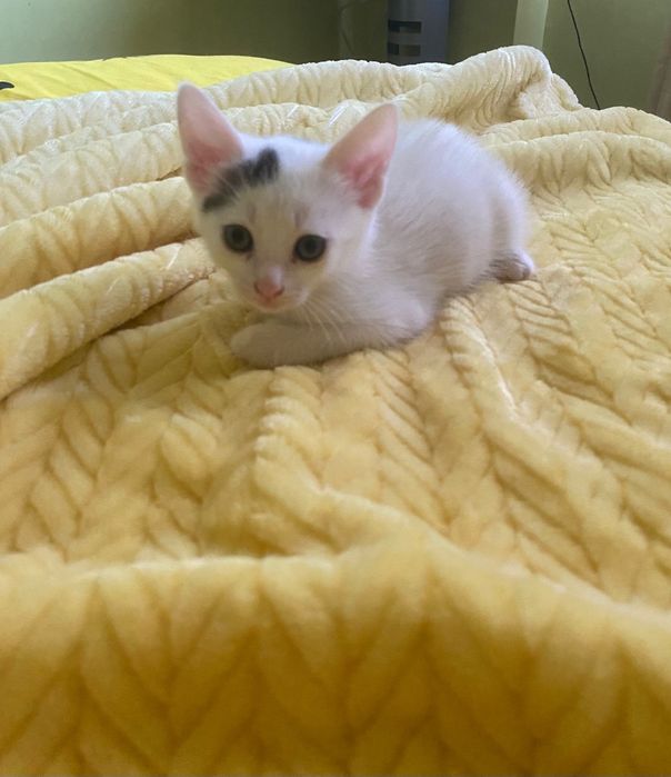 Adoptie pui de pisica 1,5 luni
