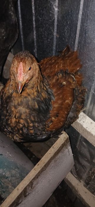 Vând cocoși încălțați