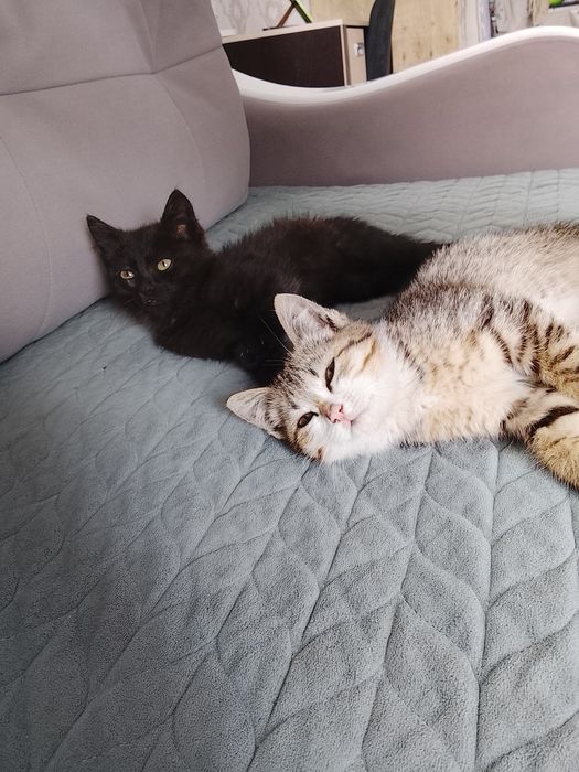 Котята хорошие приучены к туалету