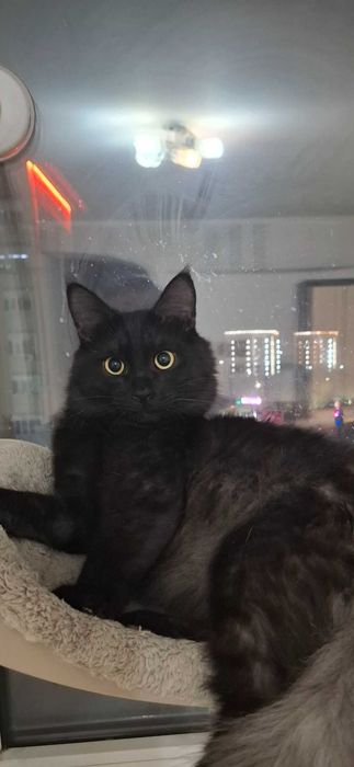 Отдам в добрые руки красивого кота