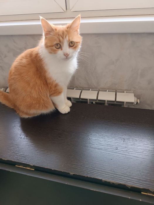 Малышка Рыжуха ищет ответственную семью!