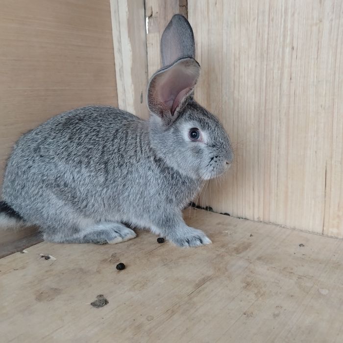 Burgund quyon tozza qon