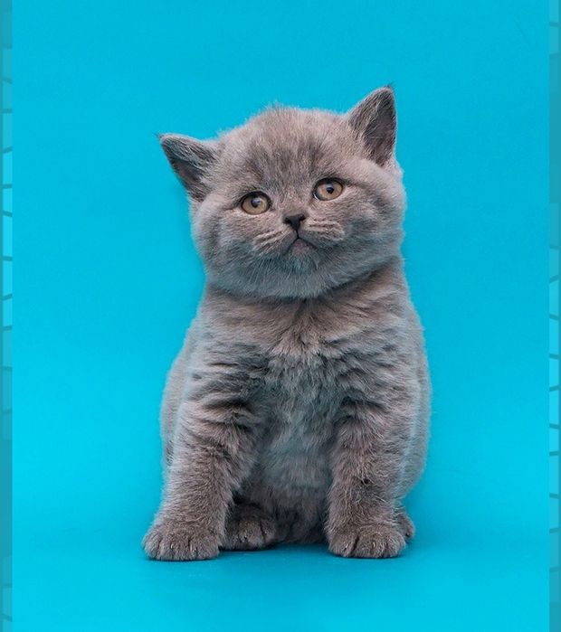 Шикарные шотландские котята