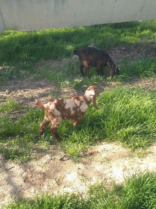 Nubin uloqlar sotiladi