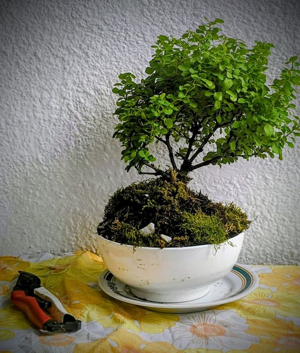Bonsai bonsai bonsai