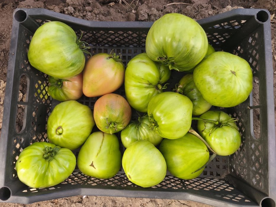 Продам помидоры домашние