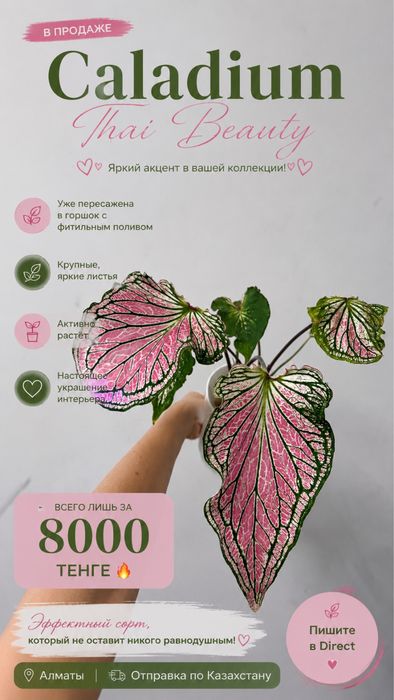 Сингониум Клубничный лед