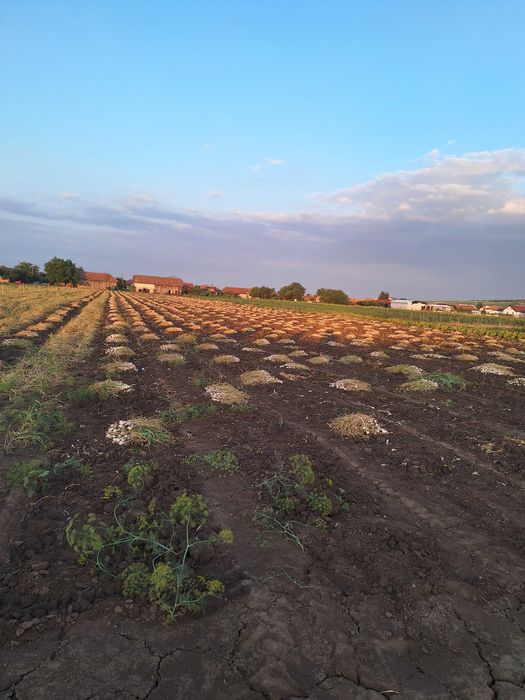 Vand usturoi de primavara