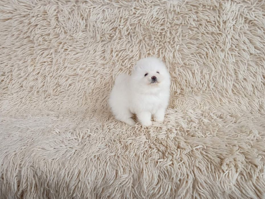 Померани! Момичета и момчета!