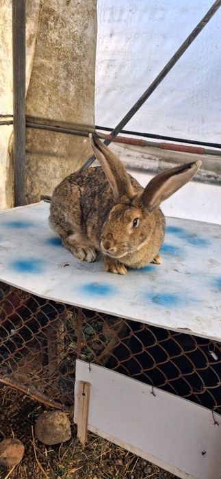 Iepuroaică de vânzare