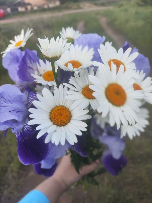 Ромашки/букеты, цветы