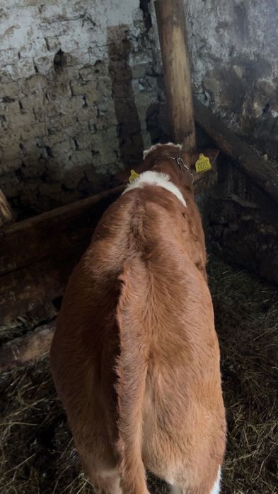 Vând Viteii, forte frumoși